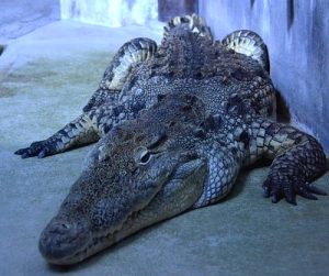 Vannes-crocodile