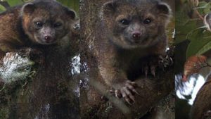 olinguito